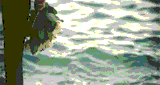 radiokalidona